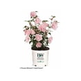thumbnail image 1 of Proven Winners ColorChoice 6" Pink Chiffon Rose of Sharon Live Plant in 7.5" Pot, 1 of 10