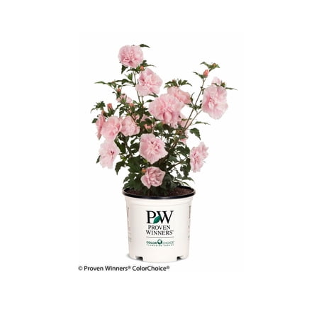 Proven Winners ColorChoice 6" Pink Chiffon Rose of Sharon Live Plant in 7.5" Pot