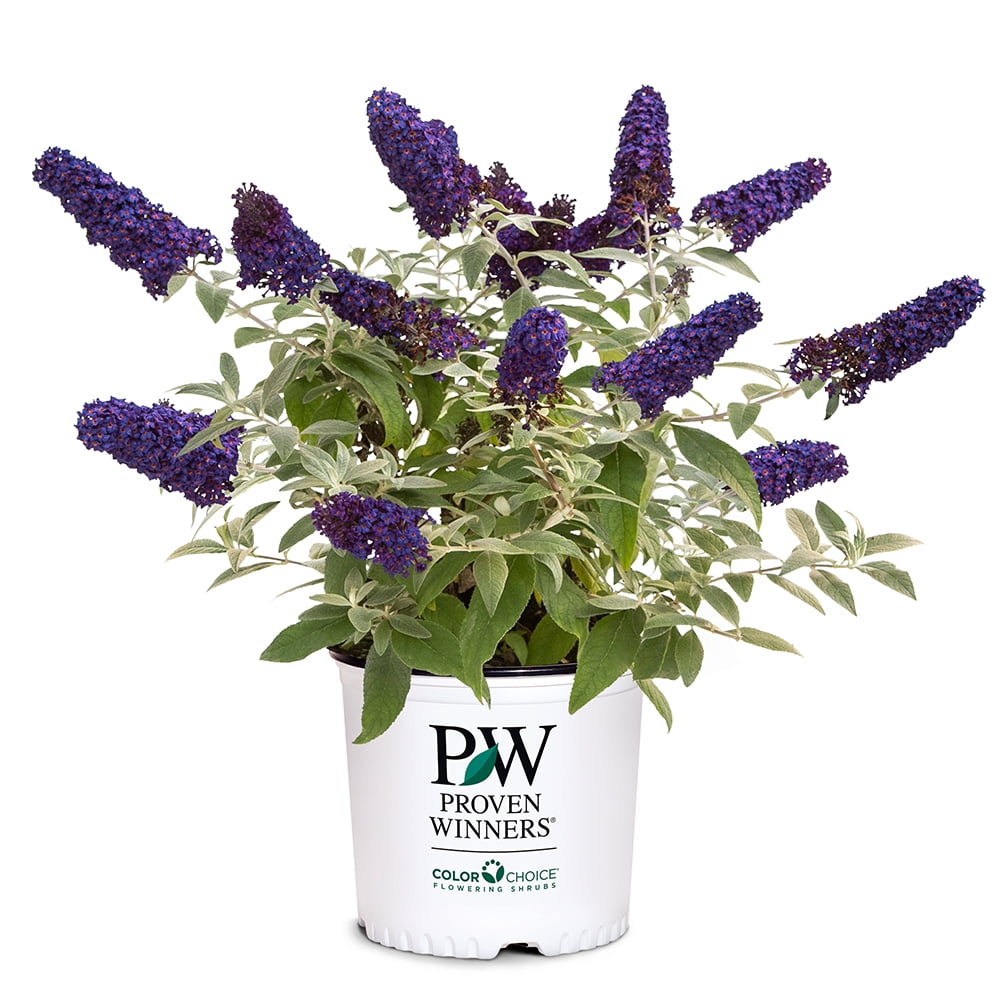 Proven Winners ColorChoice Pugster Blue Buddleia Live Shrub (2 Gallon)