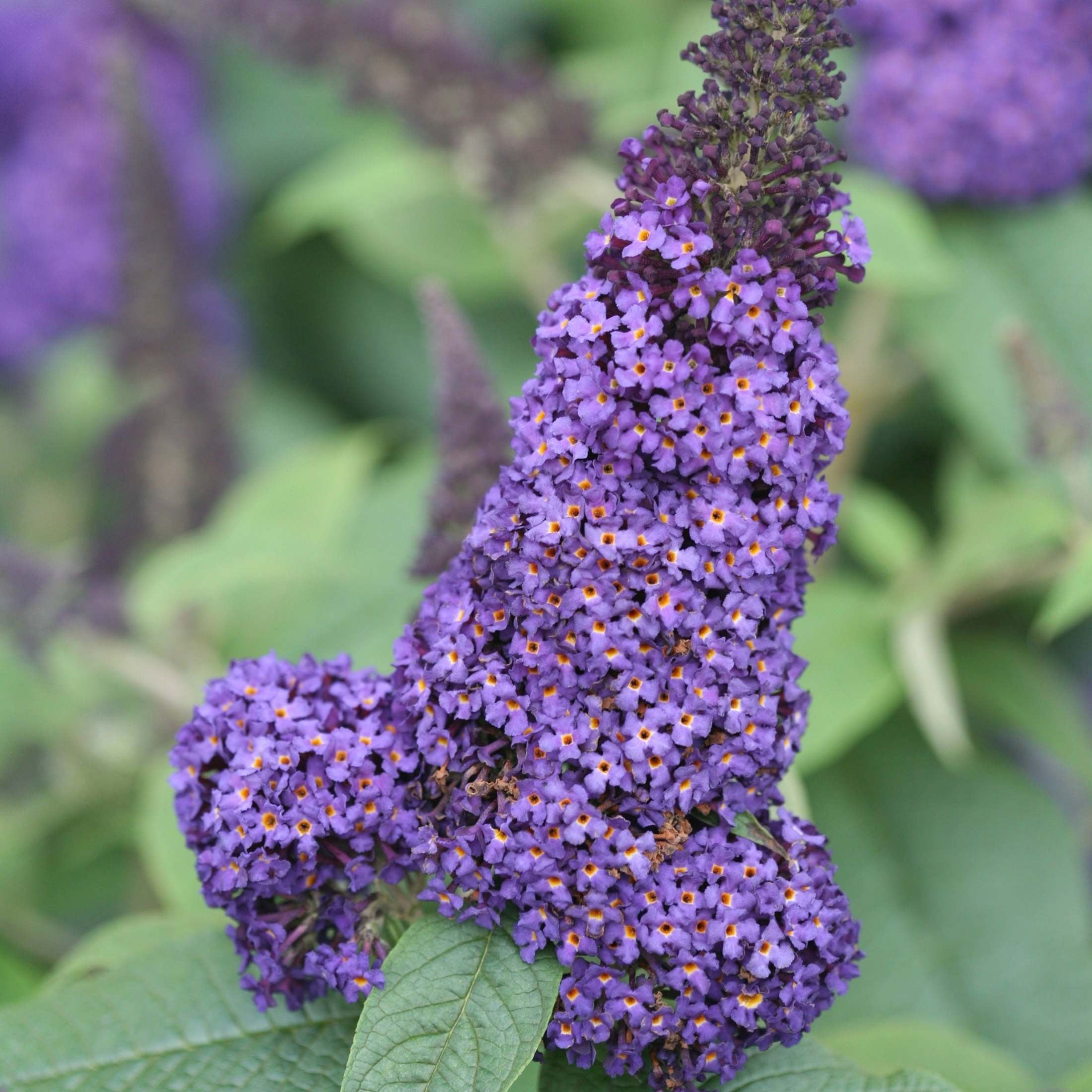 Proven Winners ColorChoice 6" Pugster Blue Butterfly Bush Live Plant in 7.5" Pot