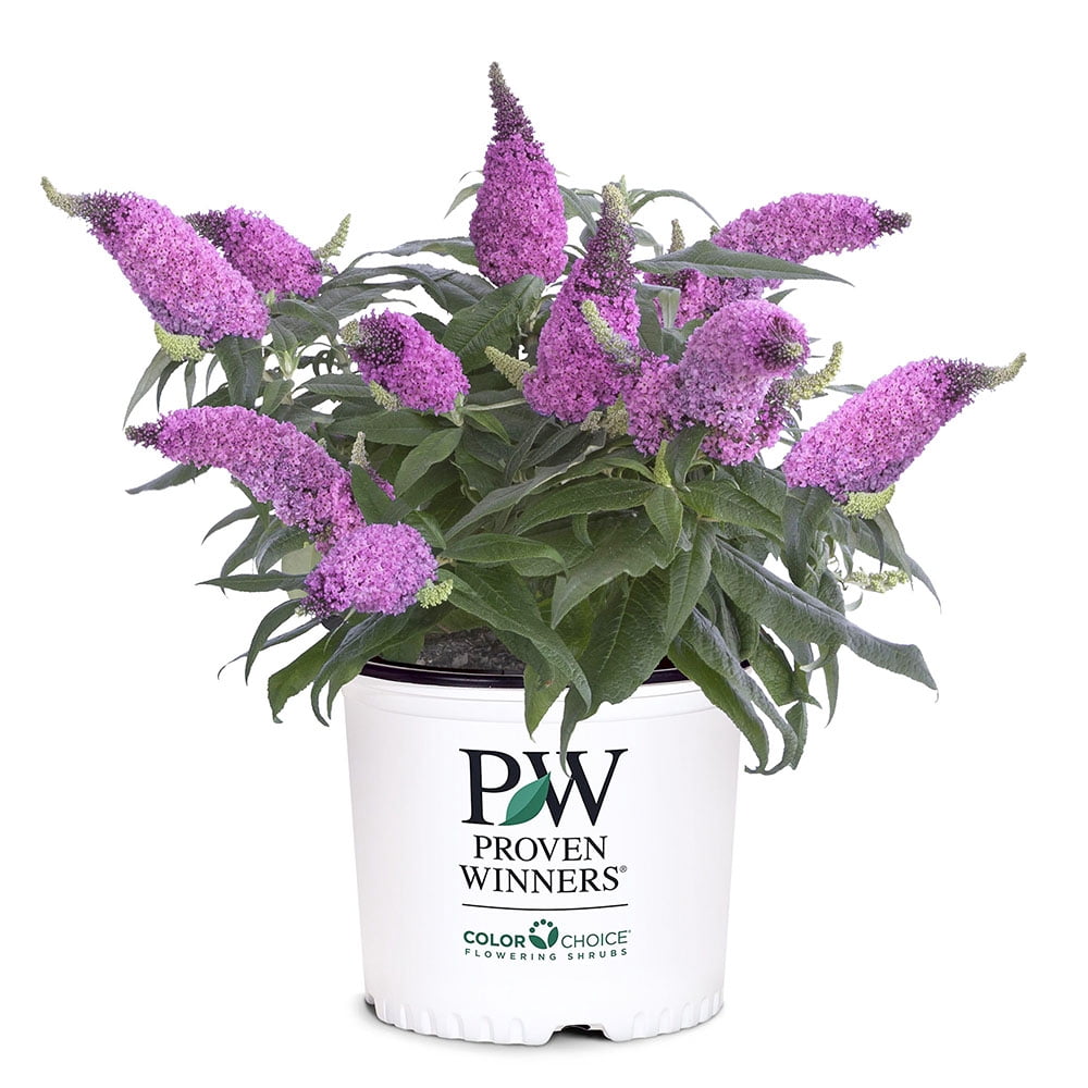 Proven Winners ColorChoice Pugster Pinker Buddleia Live Shrub (2 Gallon)