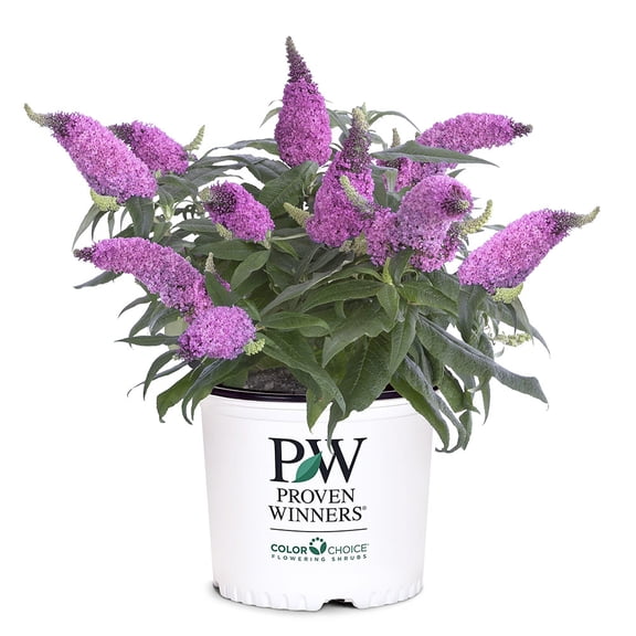 Proven Winners ColorChoice Pugster Pinker Buddleia Live Shrub (2 Gallon)