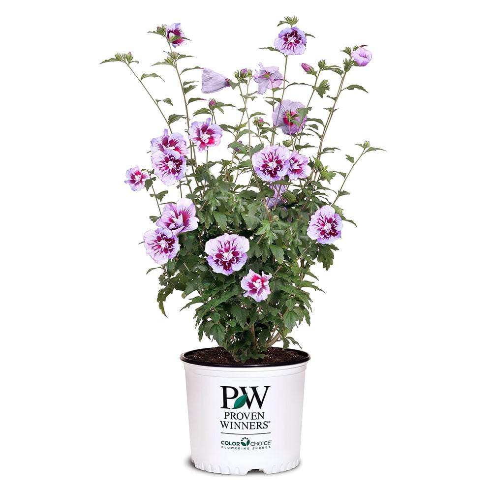 Proven Winners ColorChoice Purple Pillar Hibiscus Live Shrub (5 Gallon)