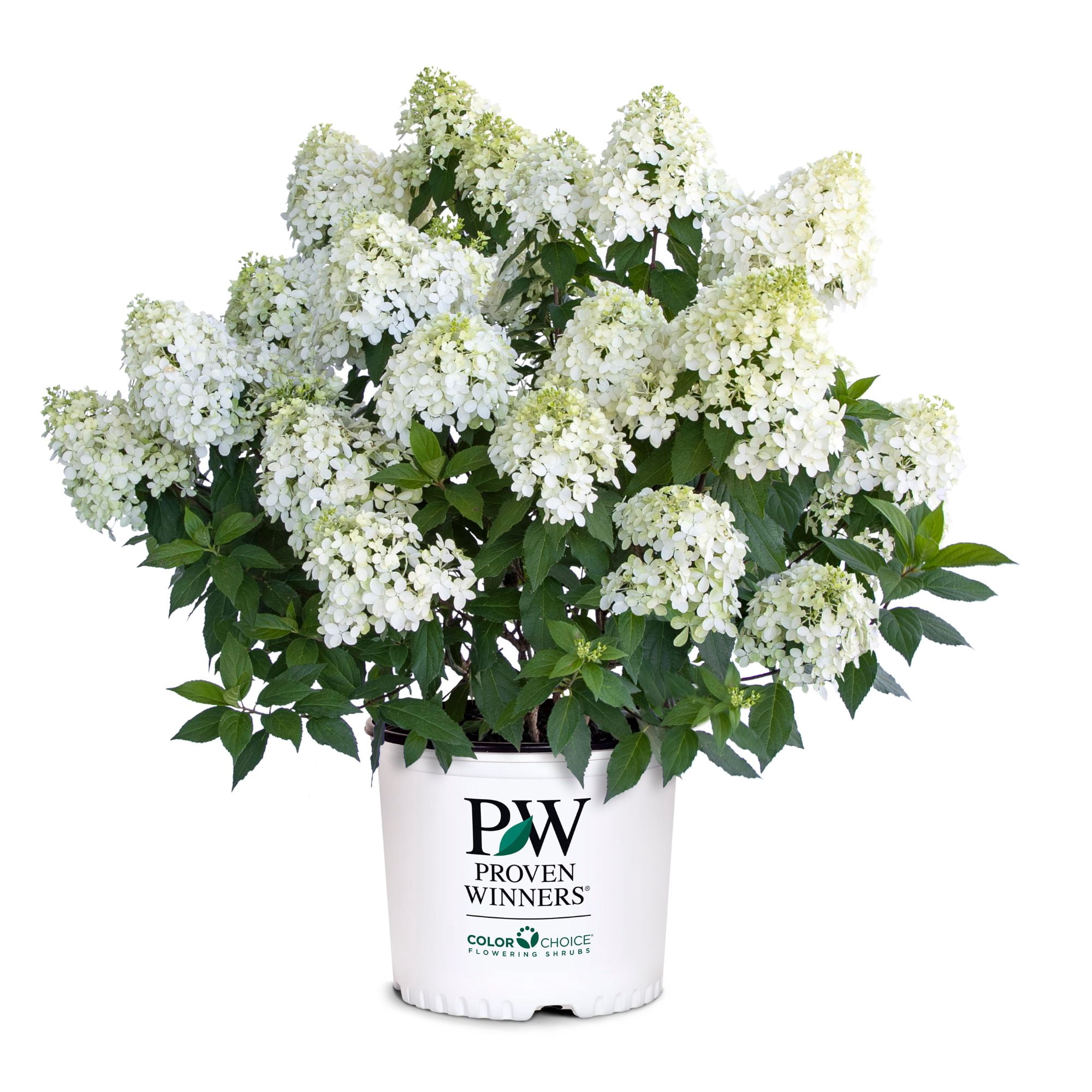 Proven Winners ColorChoice Quick Fire Fab Hydrangea (5 Gallon)