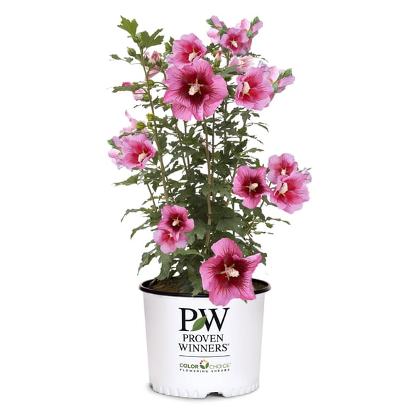 Proven Winners Red Pillar Hibiscus Live Shrub (2 Gallon)