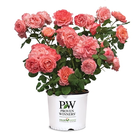 Proven Winners ColorChoice Reminiscent Coral Rose Live Shrub (2 Gallon)
