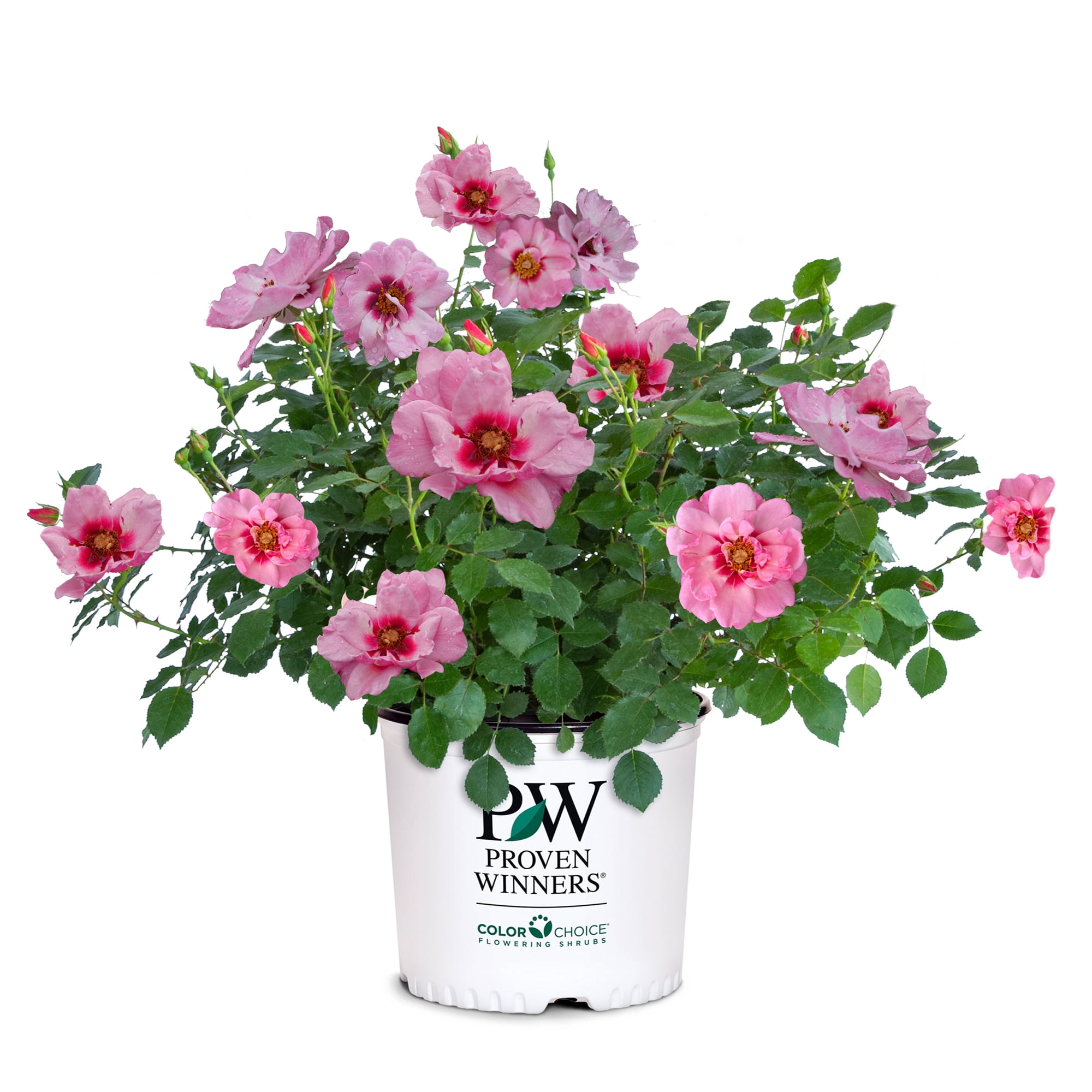 Proven Winners ColorChoice Ringo Double Pink Rose Live Shrub (2 Gallon)