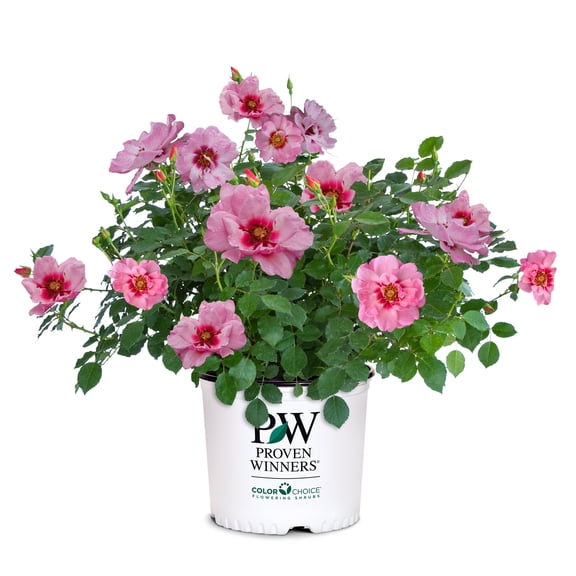 Proven Winners ColorChoice Ringo Double Pink Rose Live Shrub (2 Gallon)