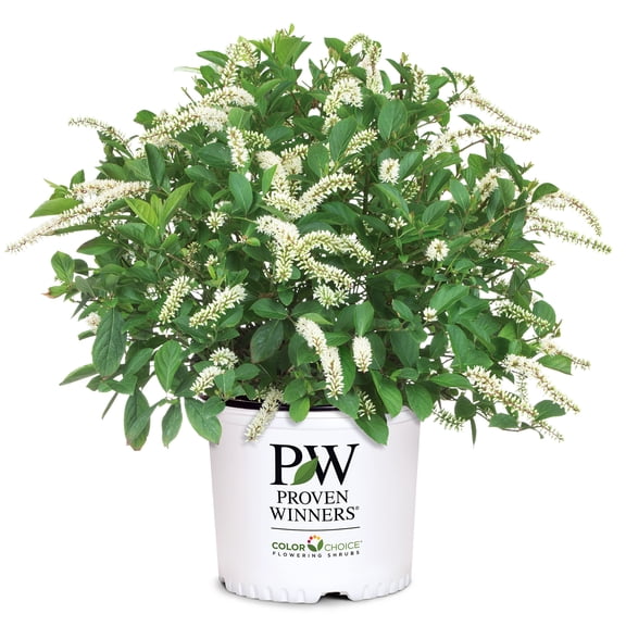 Proven Winners Scentlandia Itea Live Shrub (2 Gallon)