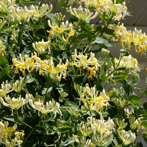 Proven Winners ColorChoice 6" Yellow 'Scentsation' Honeysuckle Live Plant in 7.5" Pot