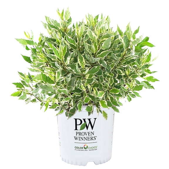 Proven Winners ColorChoice Sgt Pepper Dogwood Live Shrub (2 Gallon)