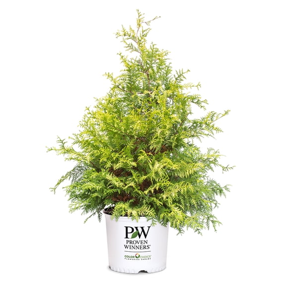 Proven Winners ColorChoice Soft Serve Gold Cypress Live Shrub (2 Gallon)