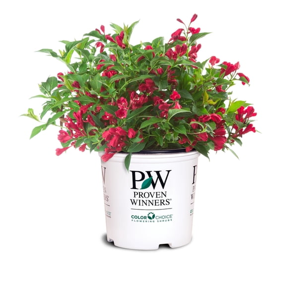 Proven Winners ColorChoice 6" Sonic Bloom Red Reblooming Weigela Live Plant in 7.5" Pot