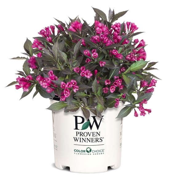 Proven Winners Spilled Wine Weigela Live Shrub (2 Gallon)