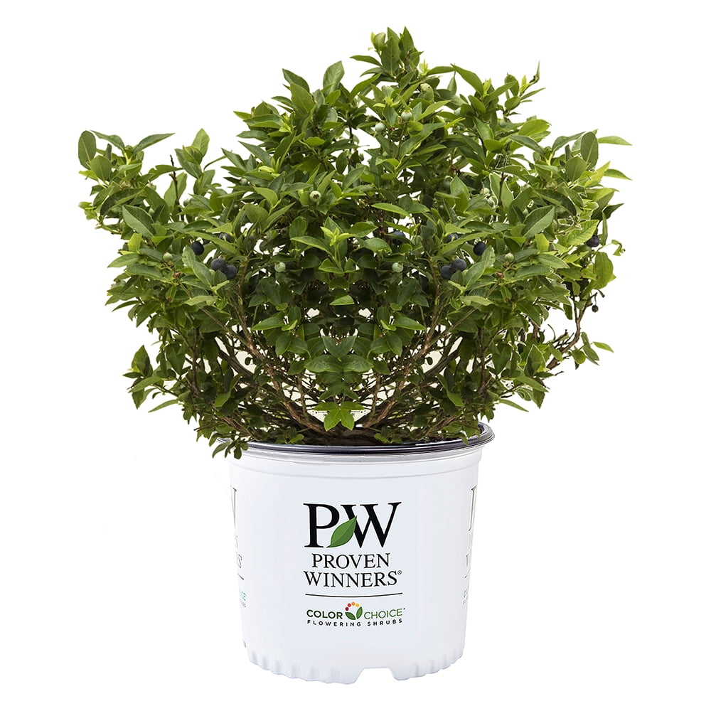 Proven Winners ColorChoice Splendid! Blue Blueberry Live Shrub (2 Gallon)