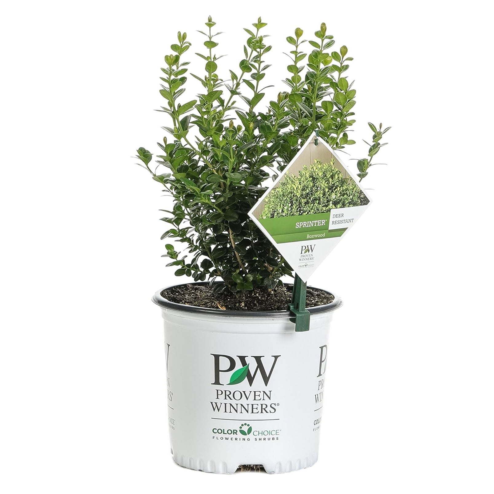Proven Winners ColorChoice 6" Sprinter Boxwood Live Plant in 7.5" Pot