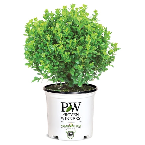Proven Winners ColorChoice Sprinter Boxwood Live Shrub (2 Gallon ...
