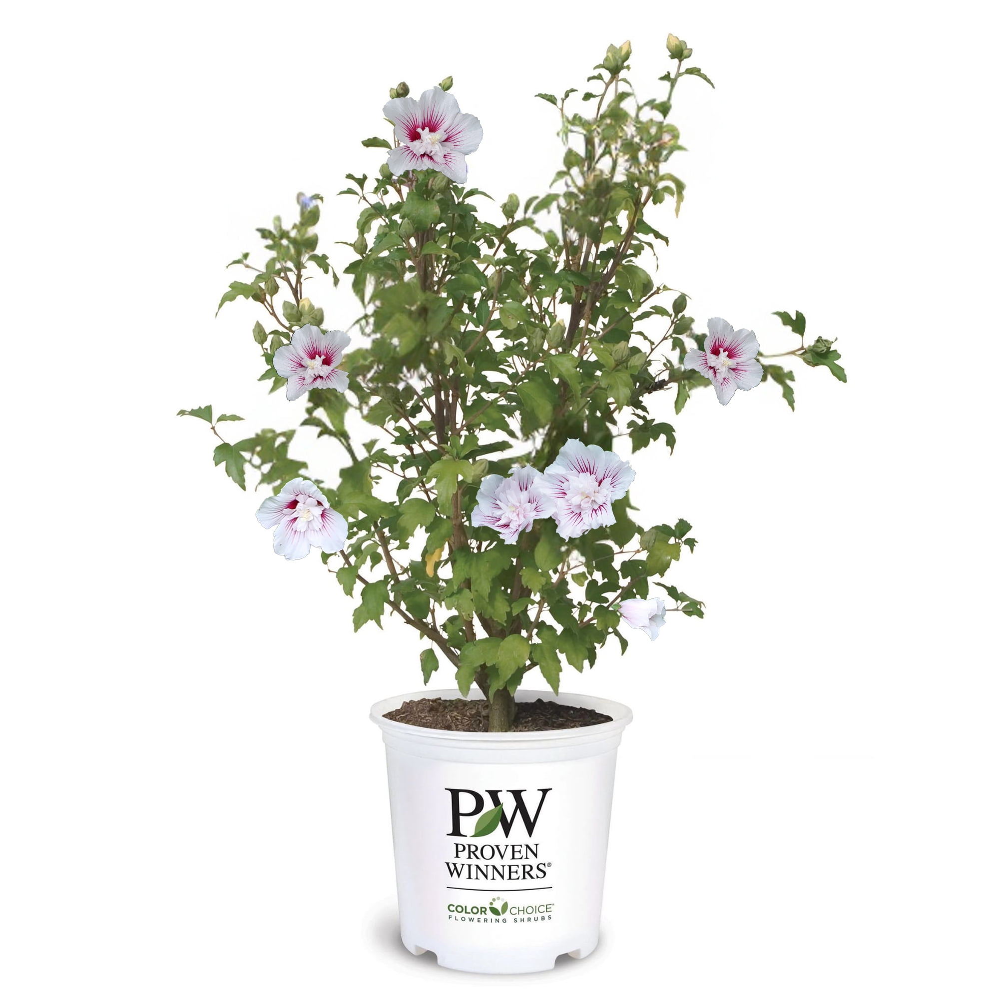 Proven Winners ColorChoice Starblast Chiffon Hibiscus Live Shrub (2 Gallon)