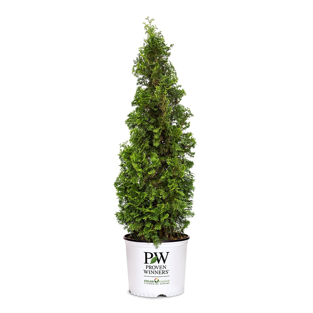 Proven Winners ColorChoice Sting Arborvitae Live Shrub (2 Gallon)