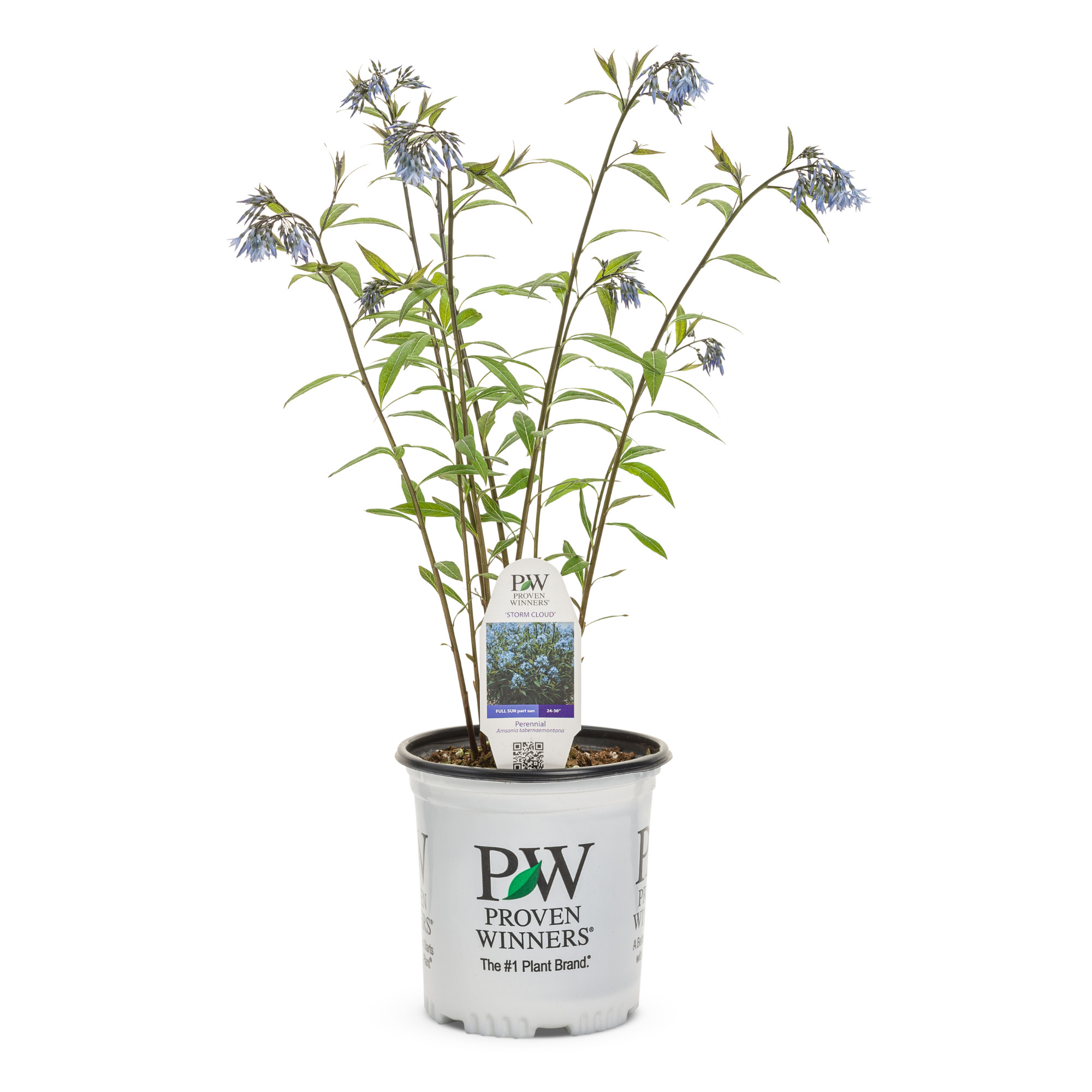 Proven Winners 6" Blue 'Storm Cloud' Bluestar Live Plant in 7.5" Pot