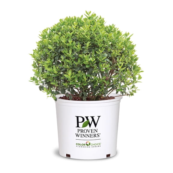 Proven Winners ColorChoice Strongbox Holly Live Shrub (2 Gallon)