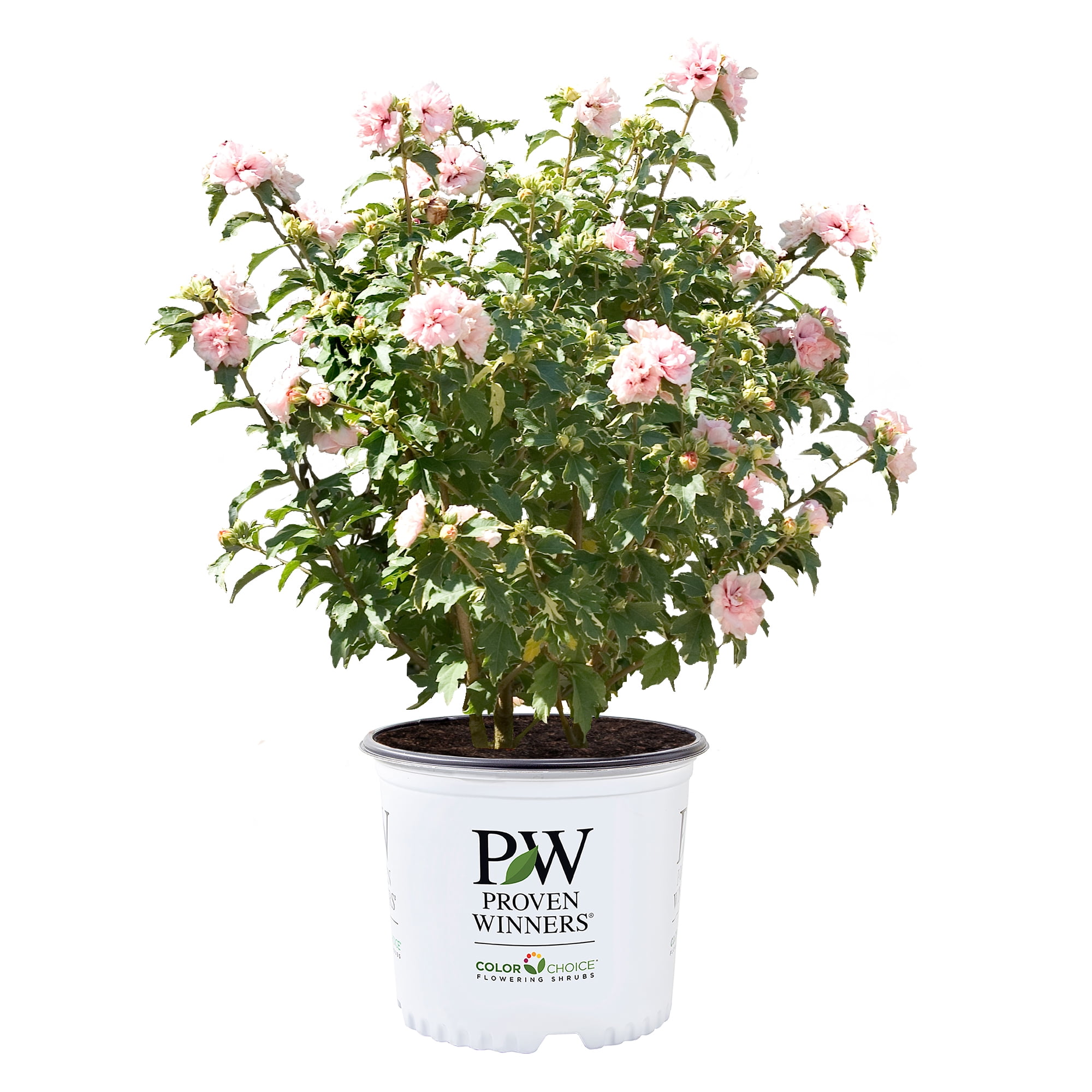 Proven Winners ColorChoice Sugar Tip Hibiscus Live Shrub (2 Gallon)