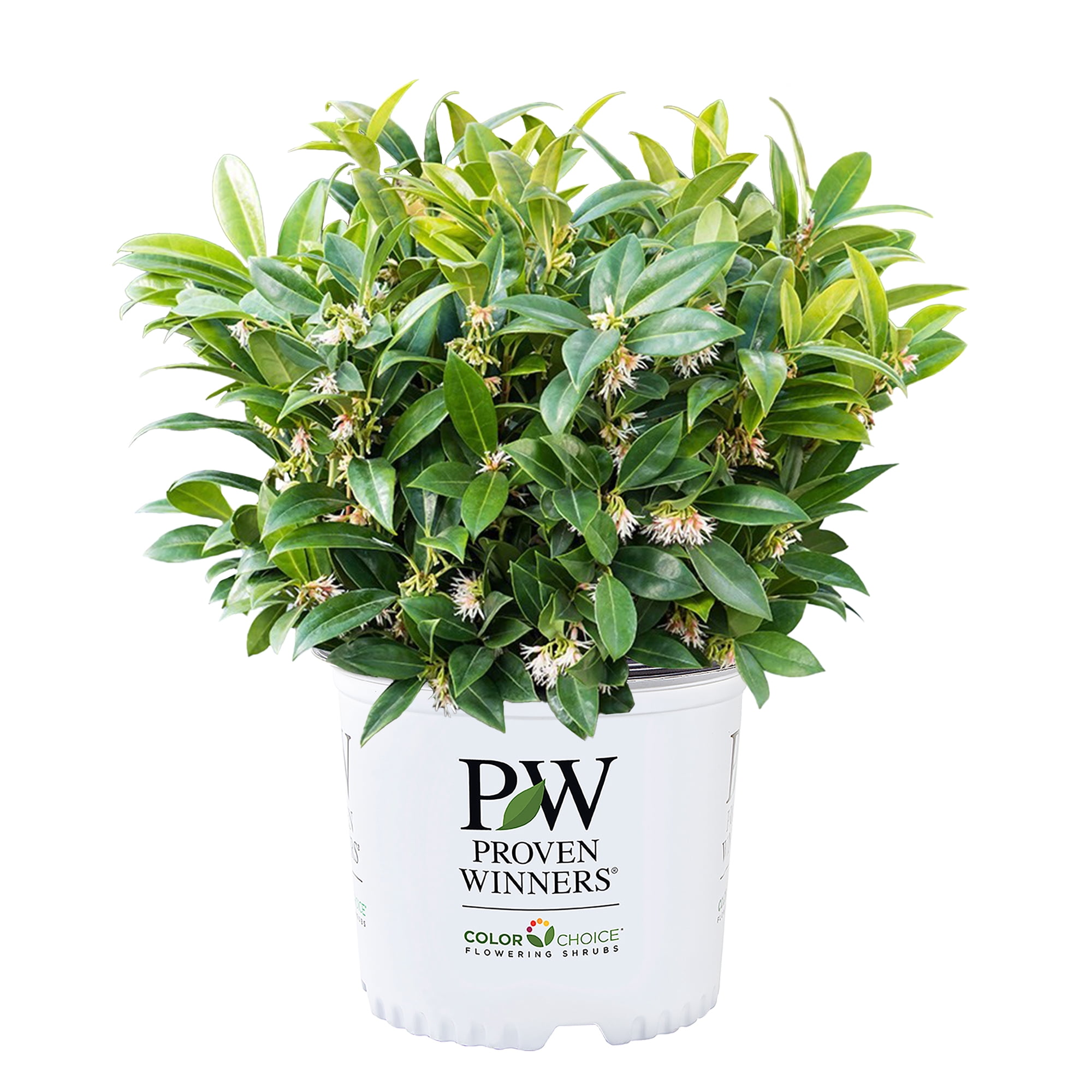 Proven Winners ColorChoice Sweet & Low Sweet Box Live Shrub (2 Gallon)