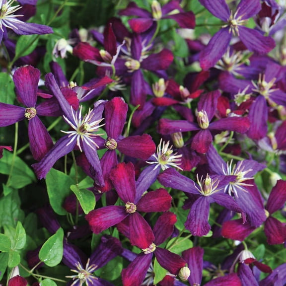 Proven Winners ColorChoice 6" Purple 'Sweet Summer Love' Clematis Live Plant in 7.5" Pot