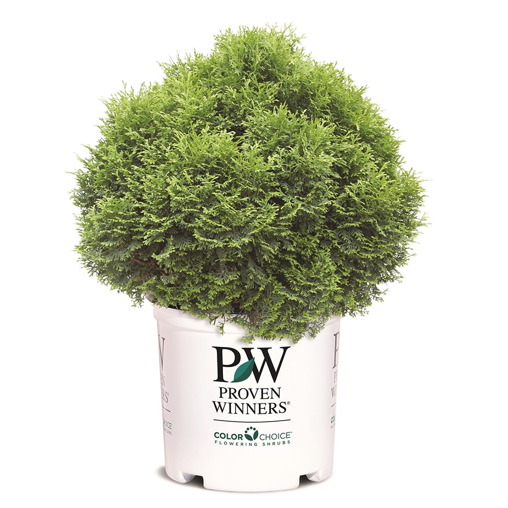 Proven Winners ColorChoice Tater Tot Arborvitae Live Shrub (2 Gallon)