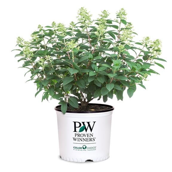 Proven Winners Tiny Quick Fire Hydrangea Live Shrub (2 Gallon)