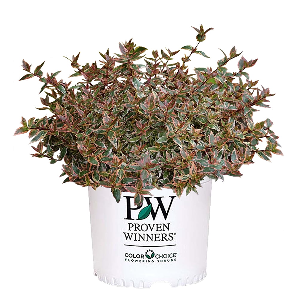 Proven Winners ColorChoice Tres Amigos Abelia Live Shrub (2 Gallon)
