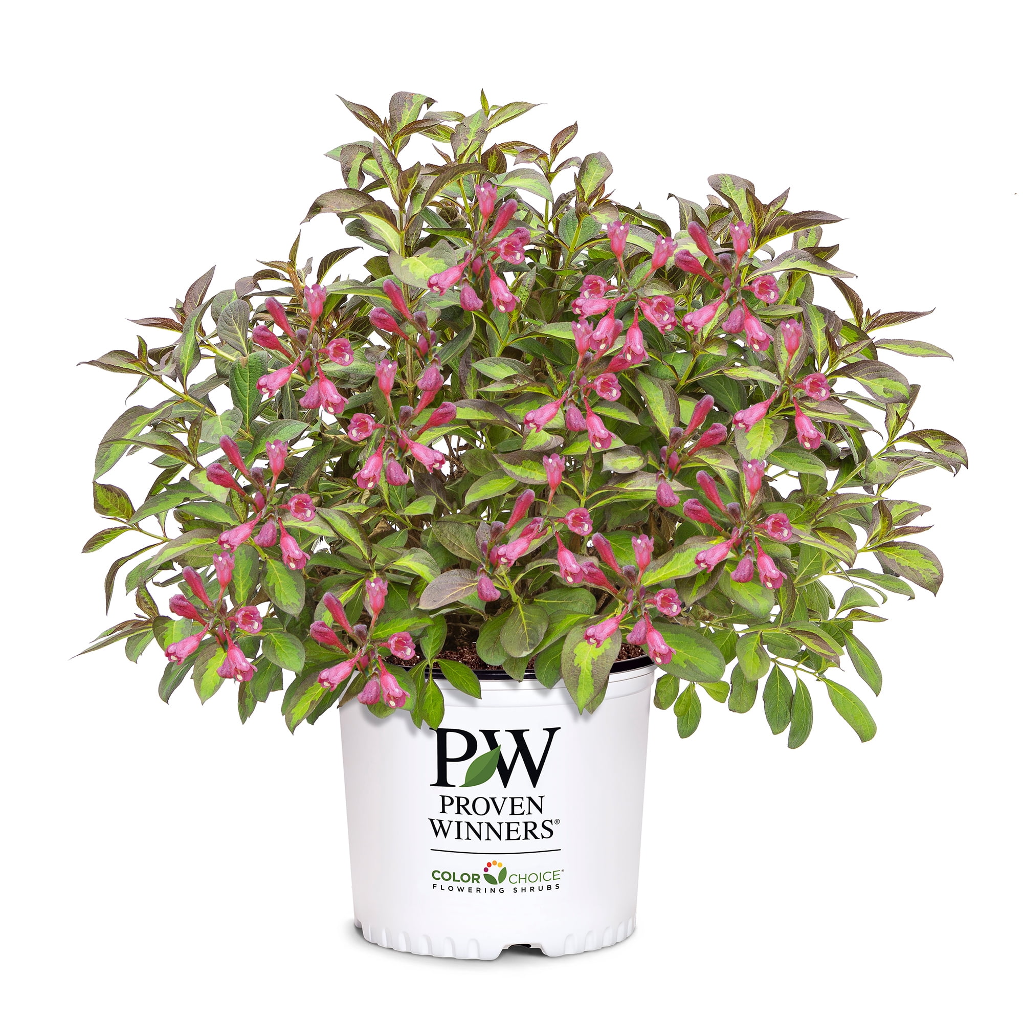 Proven Winners ColorChoice Vinho Verde Weigela Live Shrub (2 Gallon)