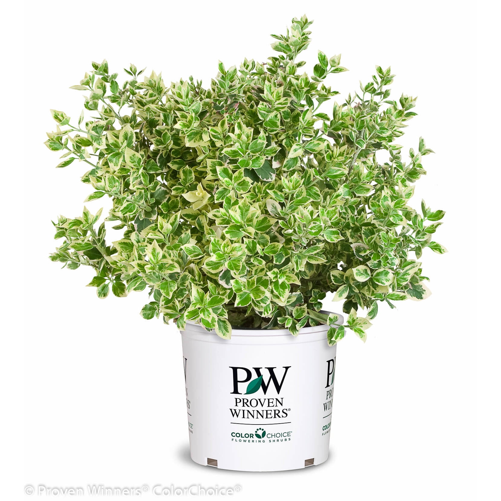 Proven Winners ColorChoice 6" Multicolor White Album Wintercreeper Live Plant in 7.5" Pot
