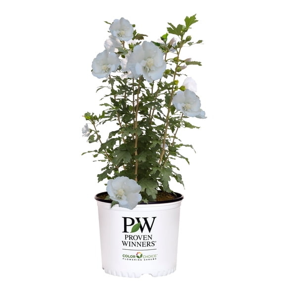 Proven Winners White Pillar Hibiscus Live Shrub (2 Gallon)