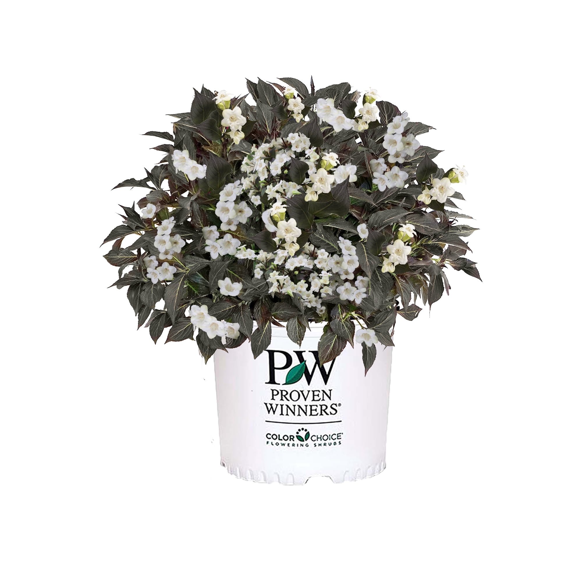 Proven Winners ColorChoice Wine & Spirits Weigela Live Shrub (2 Gallon)