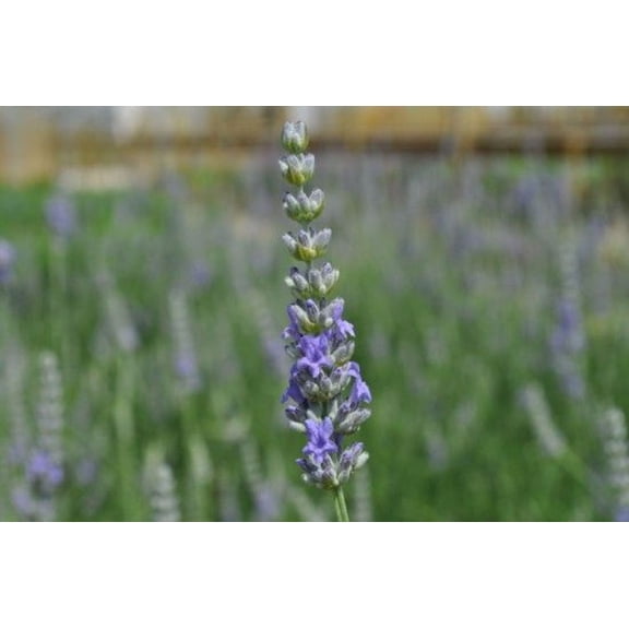 Provence French Lavender - Very Fragrant - Live Plant - Quart Pot