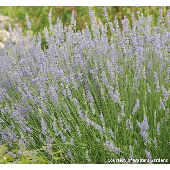 Provence Lavender - 1 Gallon Perennial