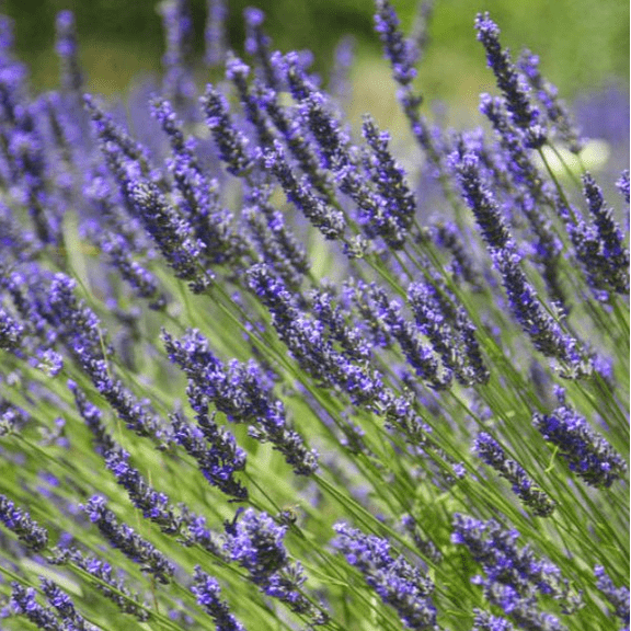 Provence Lavender Plant Live for Planting, 5 Inch Tall in 4 Inch Pot, Hardy Outdoor Garden Herb