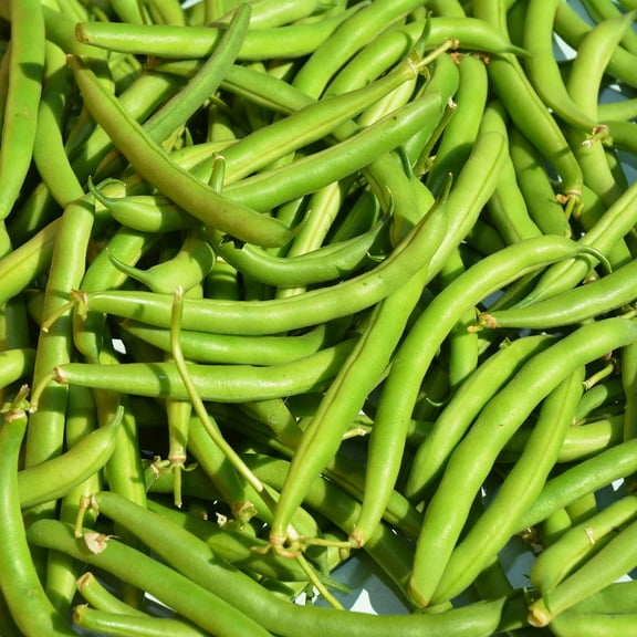 Provider Bush Bean Seeds (Treated) - 1 Lb - Non-GMO, Heirloom Green Snap Bean Seeds - Vegetable Garden Seeds