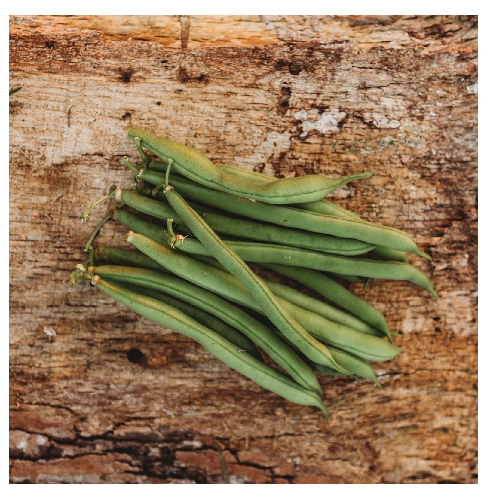 Provider Snap/Green Bean 50 Seeds Heirloom & OpenPollinated