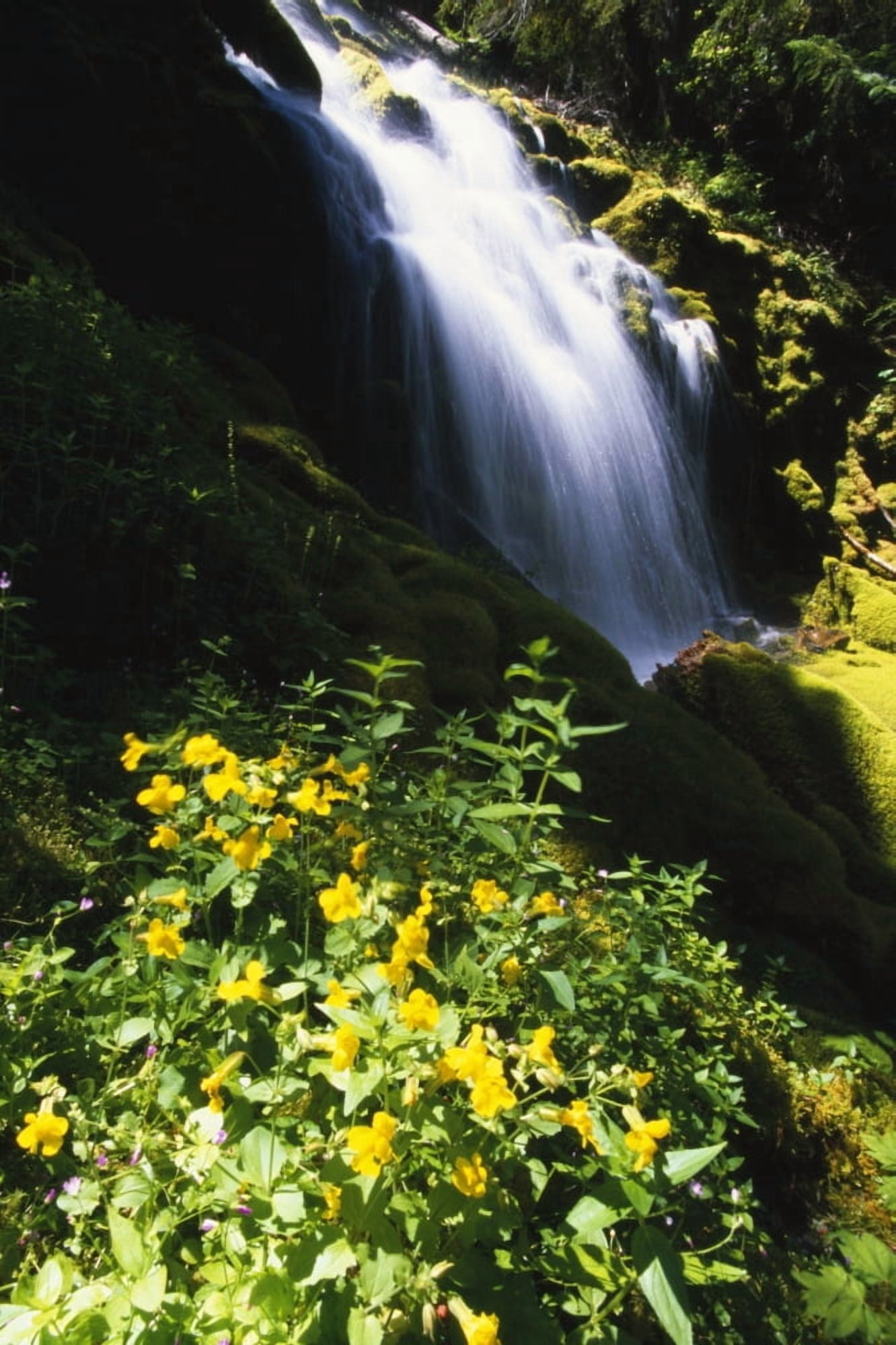 Proxy Falls Canvas Art - Natural Selection Craig Tuttle Design Pics (12 x 18)