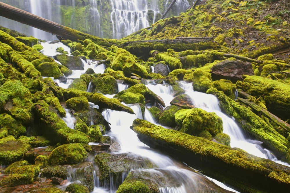Proxy Falls In Willamette National Forest Oregon United States of America Canvas Art - Craig Tuttle Design Pics (38 x 24)