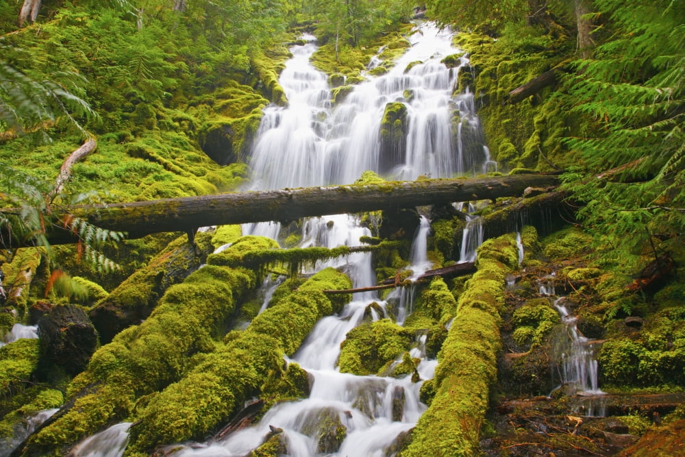 Proxy Falls In Willamette National Forest Oregon United States of America Canvas Art - Craig Tuttle Design Pics (38 x 24)