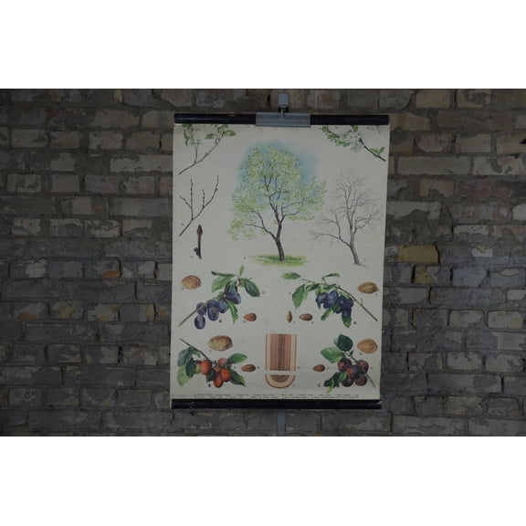 Prune Plum Tree Botanical Chart, Unframed Paper Poster 16x20in