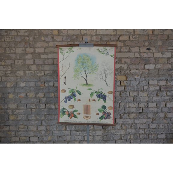 Prune Plum Tree Orchard Chart, Unframed Paper Poster 8x10in