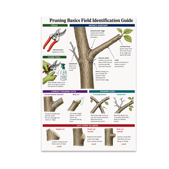 Pruning Basics Field Identification Guide Poster, Home Gardeners, Orchard Beginners, and Landscape Learning Spaces, 13x19 Glossy Paper