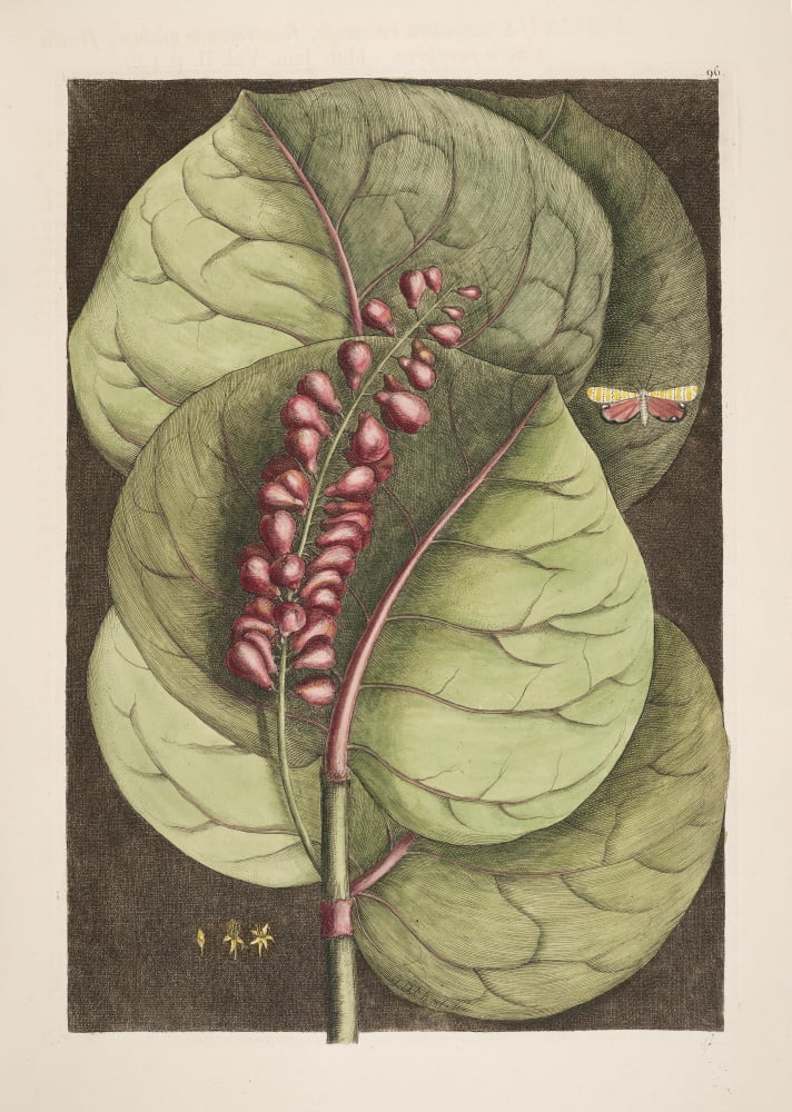 Prunus Canvas Art - Mark Catesby (18 x 24)