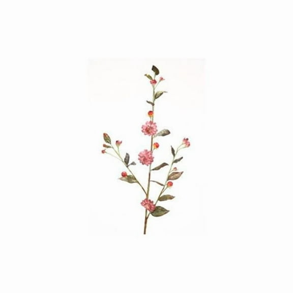 Prunus Mum Plant, Wine - Pack of 6