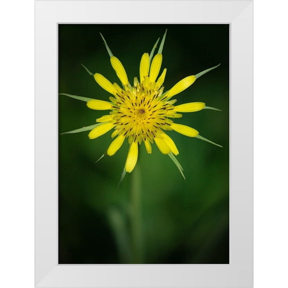 Pryor-Luzier, Maresa 11x14 White Modern Wood Framed Museum Art Print Titled - Yellow Salsify-Tragopogon dubius-Capulin Sprints Trail-Sandia Mountains-New Mexico