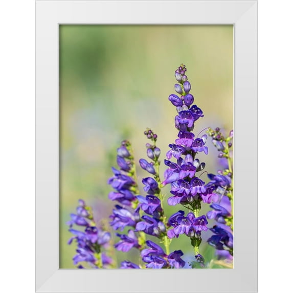 Pryor-Luzier, Maresa 14x18 White Modern Wood Framed Museum Art Print Titled - Rocky Mountain Beardtongue-Rocky Mountain Penstemon flowers-Sandia Mountains-New Mexico